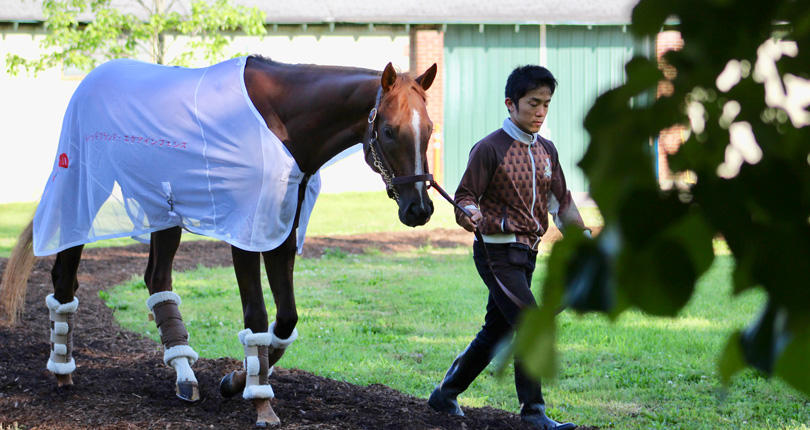 Master Fencer Training Forwardly Ahead Of G1 Belmont Belmont Stakes