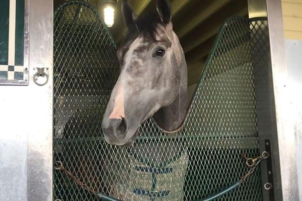 Tacitus breezes in preparation for G1 Belmont Stakes presented by NYRA Bets